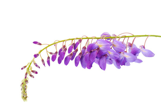 Chinese wisteria isolated on white background, Wisteria sinensis