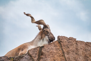 Close-up portrait of Markhor, Capra falconeri, wild goat native to Central Asia, Karakoram and the...