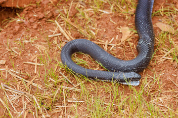 Black eastern ratsnake outside summer in South Carolina area among ground