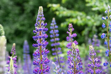 A close-up of a beautiful lupine field plant. Selective focus.