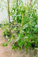 Young cucumber plant with leaves and little yellow flowers and buds are growing in greenhouse. High quality photo