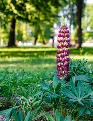 Beautiful summer frames, flowers, bees