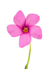 Pink-sorrel flower isolated on white background, Oxalis articulata