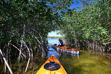 Woman kayaking through mangrove arch on Nine Mile Pond in Everglades National Park, Florida on...