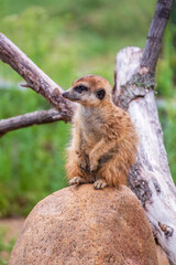 Meerkat, Suricata suricatta, on hind legs. Portrait of meerkat standing on hind legs with alert expression. Portrait of a funny meerkat sitting on its hind legs.