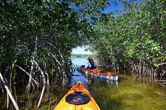 Woman kayaking through mangrove arch on Nine Mile Pond in Everglades National Park, Florida on cloudless sunny autumn afternoon.