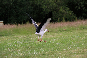 white stork in flight