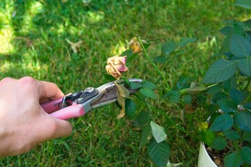pruning wilted rose flowers, garden work in the summer season
