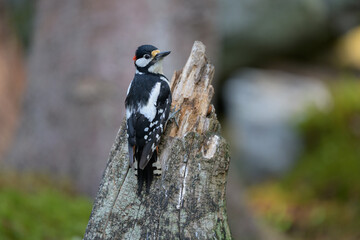 Great spotted woodpecker (Dendrocopos major) in forest in summer.
