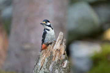 Great spotted woodpecker (Dendrocopos major) in forest in summer.