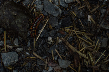 bugs, nature, legs, thousands, rocks, hike