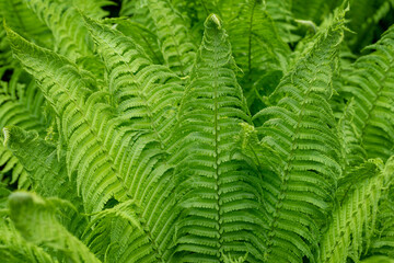 Natural fresh grean organic background with leafs in the forest