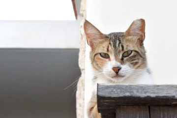 Calico cat with a tipped ear sitting on the wood fence. Tabby cat looking camera.  Thoughtful cat face.  © Maliflower73