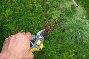 pruning wilted lilac flowers, garden work in the summer season after the bloom of the quids     