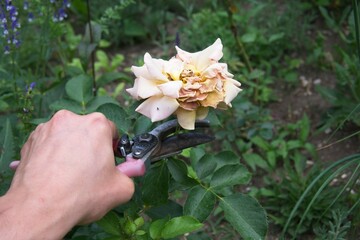 pruning wilted rose flowers, garden work in the summer season           