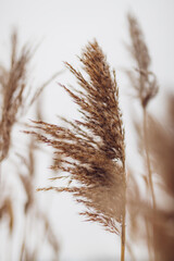Dry reeds on white background. Abstract dry grass flowers, herbs.