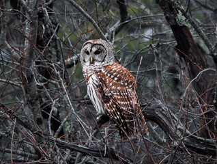 barred owl in branches