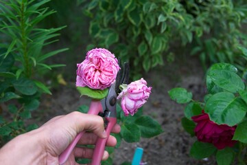 pruning wilted rose flowers, garden work in the summer season           