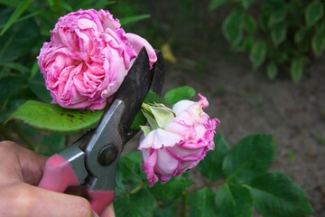 pruning wilted rose flowers, garden work in the summer season           