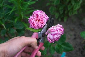 pruning wilted rose flowers, garden work in the summer season           