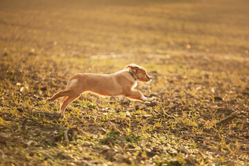 cute nova scotian duck toller retriever puppy dog running across a field