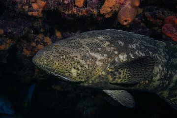 Goliath Grouper, a critically endangered species, under a coral reef ledge in the Florida Keys