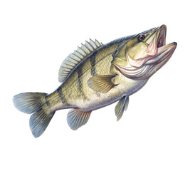 a Large-mouth bass, Micropterus salmoides in various positions in Aquatic-themed, photorealistic illustrations in a PNG, cutout, and isolated. Generative AI