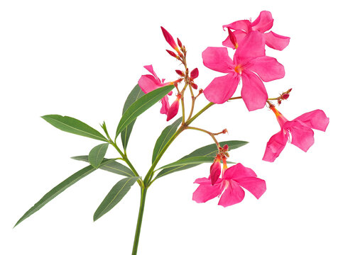 Oleander branch isolated on white background, Nerium oleander