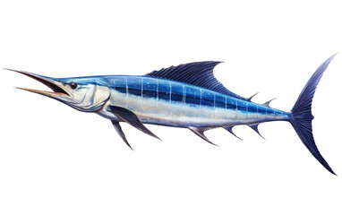 a Blue Marlin, Makaira nigricans swimming in various positions in Fishing and Aquatic-themed, photorealistic illustrations in a PNG, cutout, and isolated. Generative AI