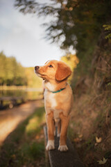 cute nova scotian duck toller retriever puppy dog portrait standing on a bench next to a lake in autumn