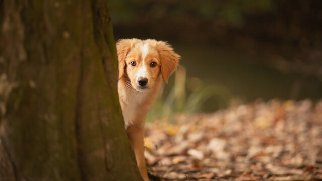 cute nova scotian duck toller retriever puppy dog peeking from behind a tree in autumn