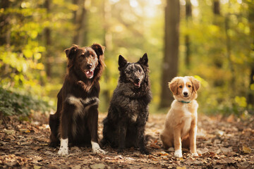 three dogs a nova scotia duck tolling retriever puppy and a hungarian mudi and an australian...