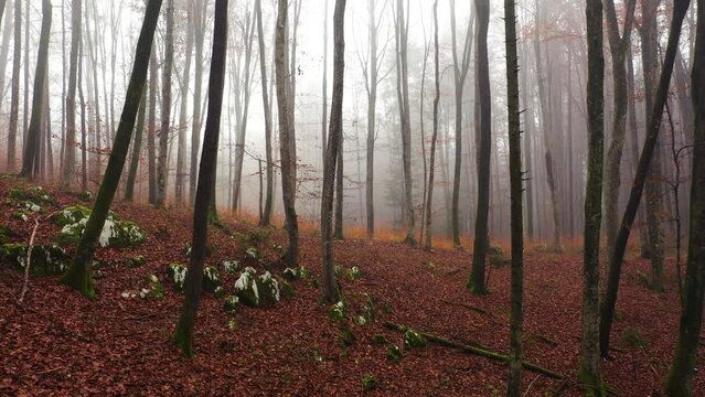Vertical flying in foggy muted autumn seasonal forest. Drone shot.