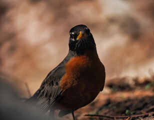 Robin bird