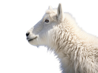 a young Mountian Goat portrait side view, in an isolated and transparent PNG in a Wildlife-themed, photorealistic illustration. Generative ai
