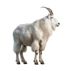 a Mountain Goat billy, Oreamnos americanus, full body, in various positions,  Nature -themed, photorealistic illustrations in a PNG, cutout, and isolated. Generative AI