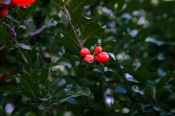 red pomegranate buds in the garden