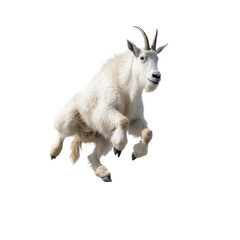 a Mountain Goat, Oreamnos americanus, in motion in various positions, full body, Nature -themed, photorealistic illustrations in a PNG, cutout, and isolated. Generative AI