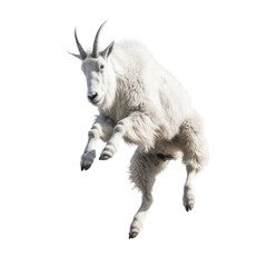 Obraz premium a Mountain Goat, Oreamnos americanus, in motion in various positions, full body, Nature -themed, photorealistic illustrations in a PNG, cutout, and isolated. Generative AI