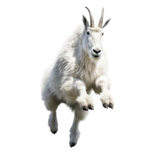 a Mountain Goat, Oreamnos americanus, in motion in various positions, full body, Nature -themed, photorealistic illustrations in a PNG, cutout, and isolated. Generative AI