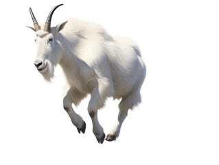 Obraz na płótnie Canvas a Mountain Goat, Oreamnos americanus, in motion in various positions, full body, Nature -themed, photorealistic illustrations in a PNG, cutout, and isolated. Generative AI