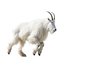  a Mountain Goat, Oreamnos americanus, in motion in various positions, full body, Nature -themed, photorealistic illustrations in a PNG, cutout, and isolated. Generative AI