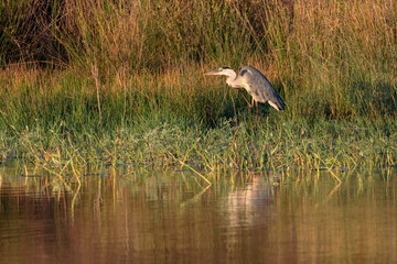 Grey Heron in its natural environment.