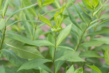 Fototapeta na wymiar Close up of fresh green leaves of Phlox plant in garden. Natural green background