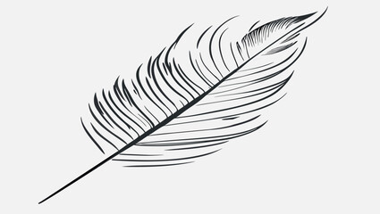 feather isolated on white