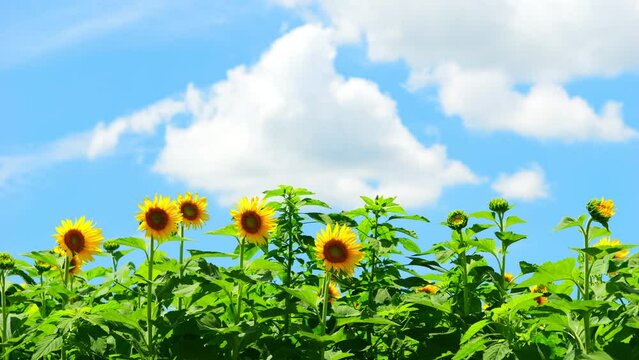 【夏】青空の下で満開に咲く黄色のヒマワリの花