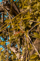 red leaf among green leaves in nature