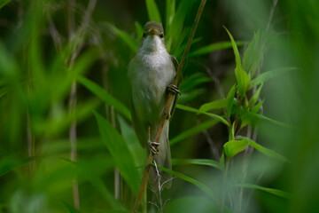 Marsh warbler // Sumpfrohrsänger (Acrocephalus palustris)