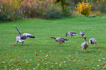 Greylag Geese on field eating grass in autumn season (Anser anser)