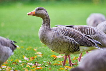 Greylag Goose on field eating grass in autumn season (Anser anser)